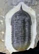Multi-Toned Morocconites Trilobite - #19806-1